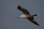 DPPhotography - Wildlife Photography - Bulgaria - Yellow-legged gull - A