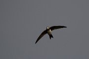 Alpine swift