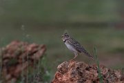 Calandra lark