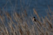 Common stonechat