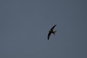 Common swift