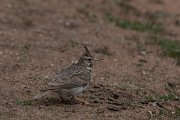 Crested lark