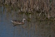 Garganey