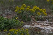Greater short-toed lark