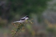 Lesser grey shrike