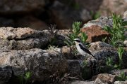 Northern wheatear