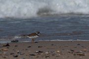 Ringed plover