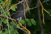 Semi-collared flycatcher