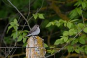 Spotted flycatcher