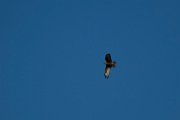 Steppe buzzard