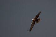 Western marsh harrier