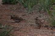 Woodlark