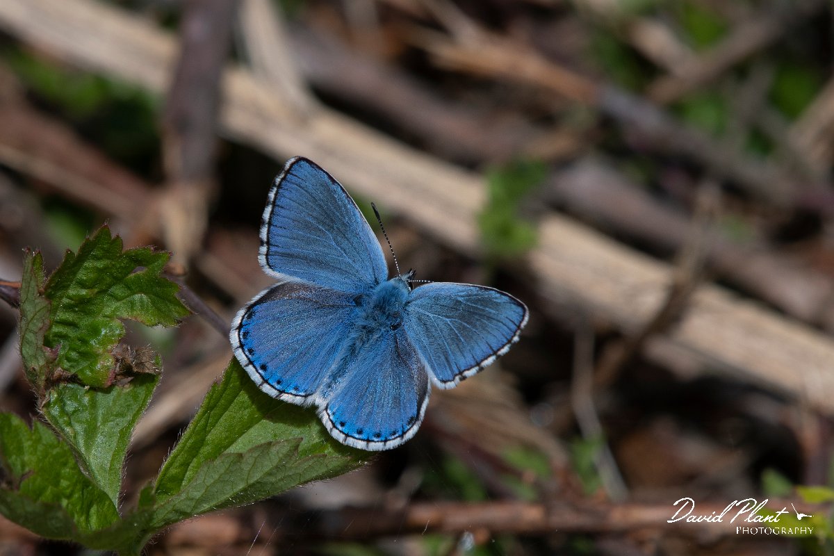 DPPhotography - Wildlife Photography - Bulgaria - Adonis blue - A.jpg - Adonis blue - Bolata Beach, Bulgaria