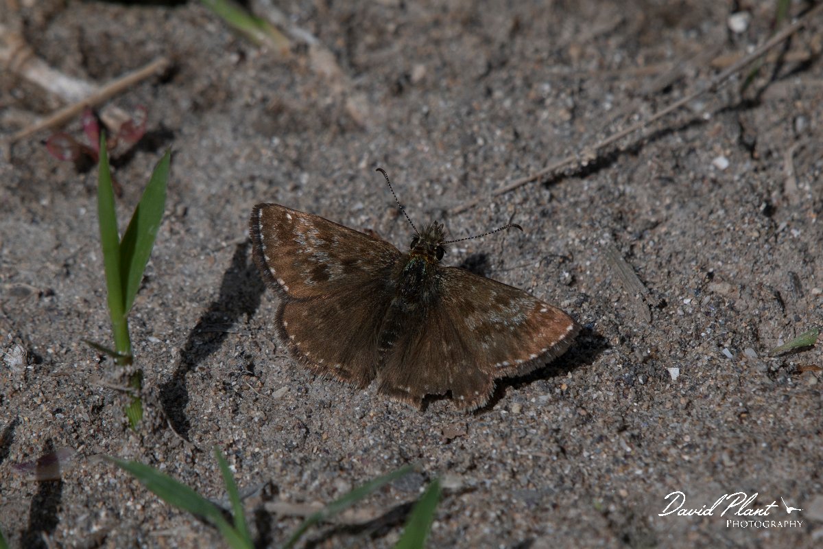 DPPhotography - Wildlife Photography - Bulgaria - Dingy skipper - A.jpg - Dingy skipper - Bolata Beach, Bulgaria