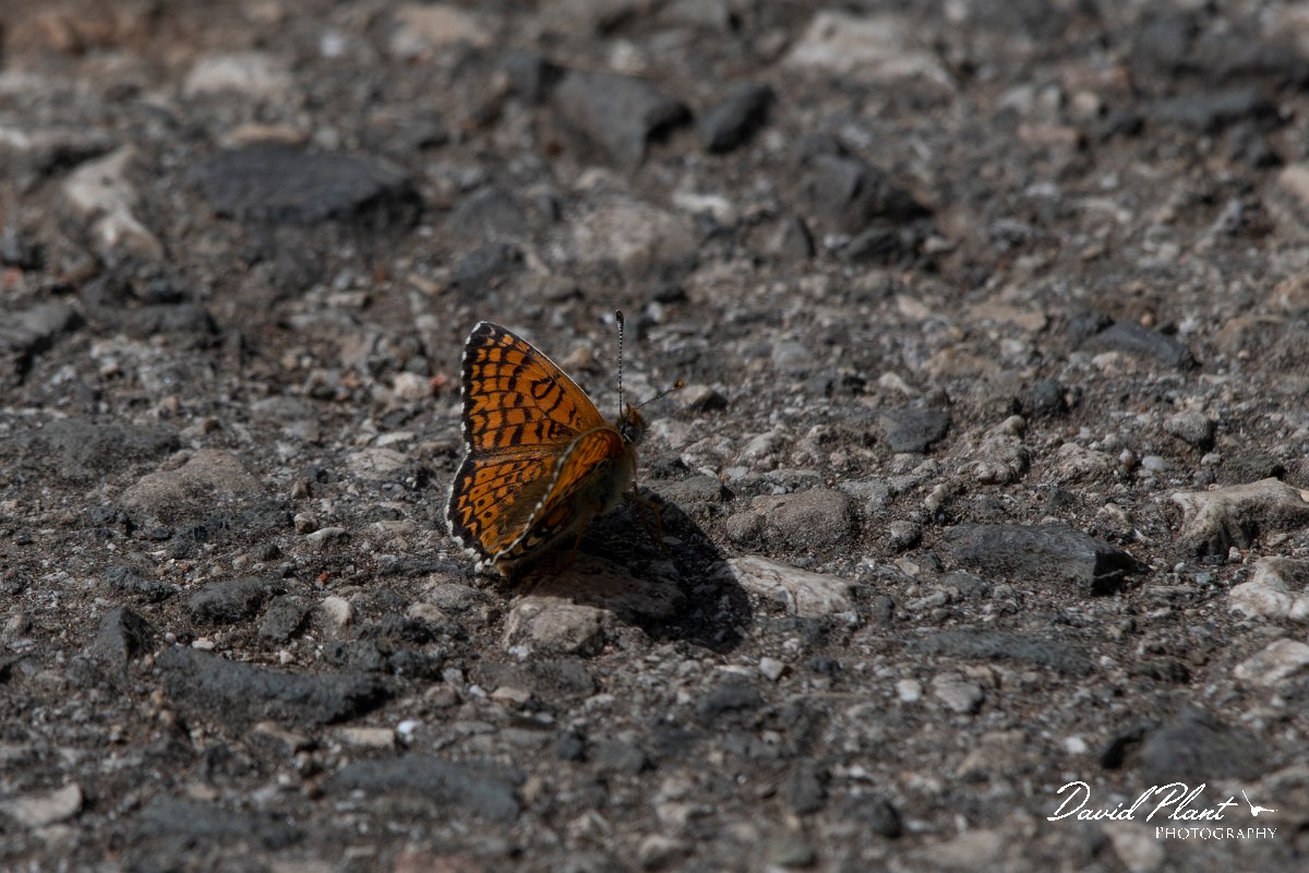 DPPhotography - Wildlife Photography - Bulgaria - Glanville fritillary - B.jpg - Glanville fritillary - Bolata Beach, Bulgaria