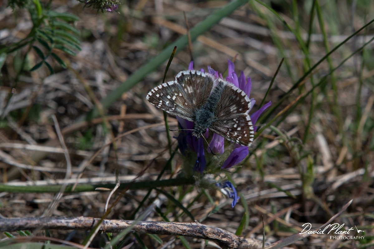 DPPhotography - Wildlife Photography - Bulgaria - Oberthur's grizzled skipper - A.jpg - Oberthur's grizzled skipper - Balgarevo steppe, Bulgaria