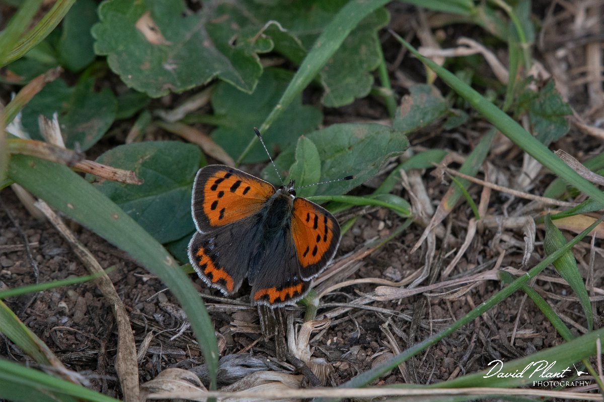 DPPhotography - Wildlife Photography - Bulgaria - Small copper - A.jpg - Small copper - Cape Kaliakra, Bulgaria