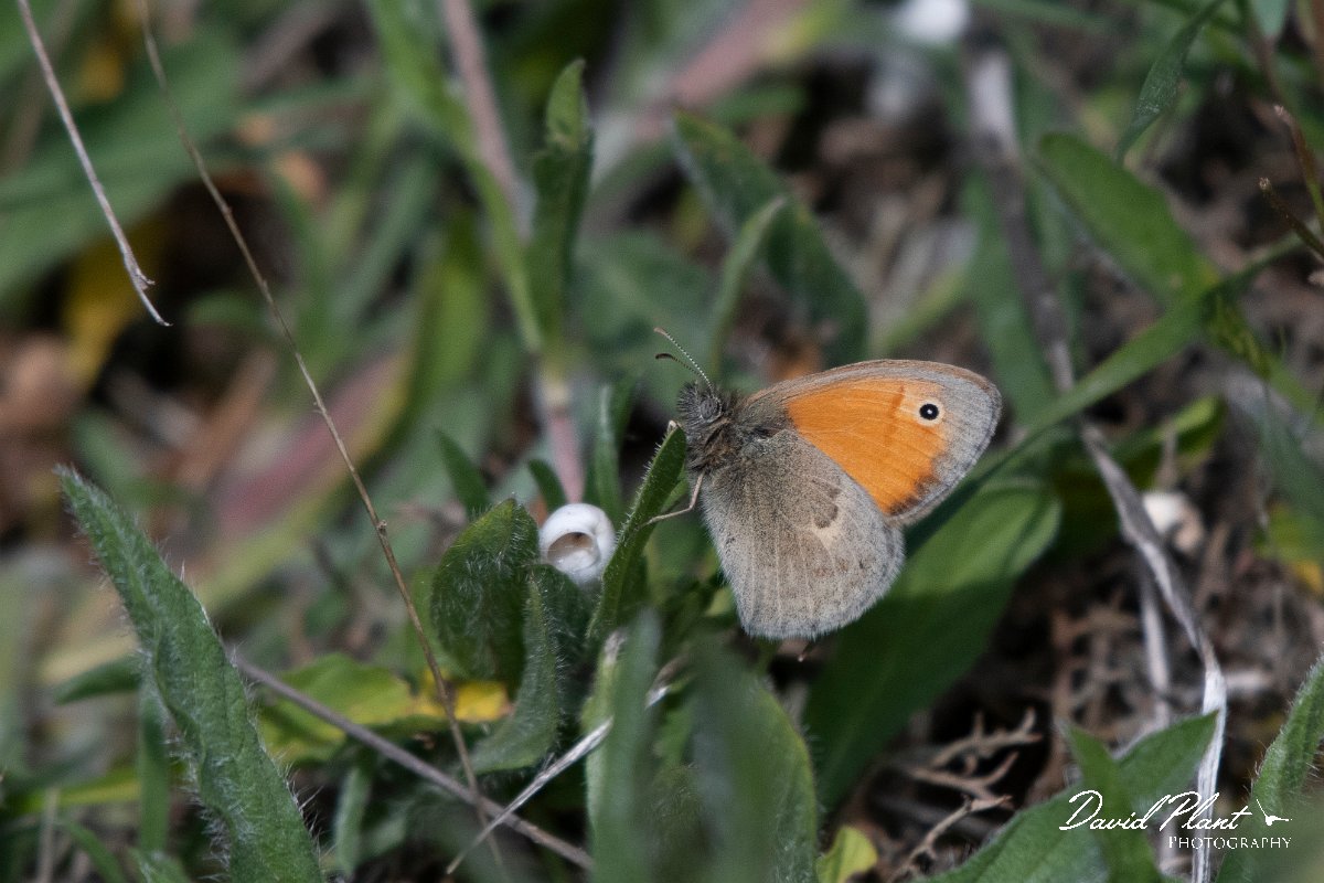 DPPhotography - Wildlife Photography - Bulgaria - Small heath - A.jpg - Small heath - Balgarevo steppe, Bulgaria