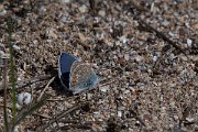 DPPhotography - Wildlife Photography - Bulgaria - Common blue - A