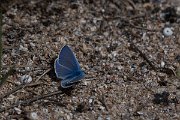 DPPhotography - Wildlife Photography - Bulgaria - Common blue - B