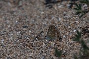 DPPhotography - Wildlife Photography - Bulgaria - Common blue - C