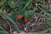 DPPhotography - Wildlife Photography - Bulgaria - Small copper - A