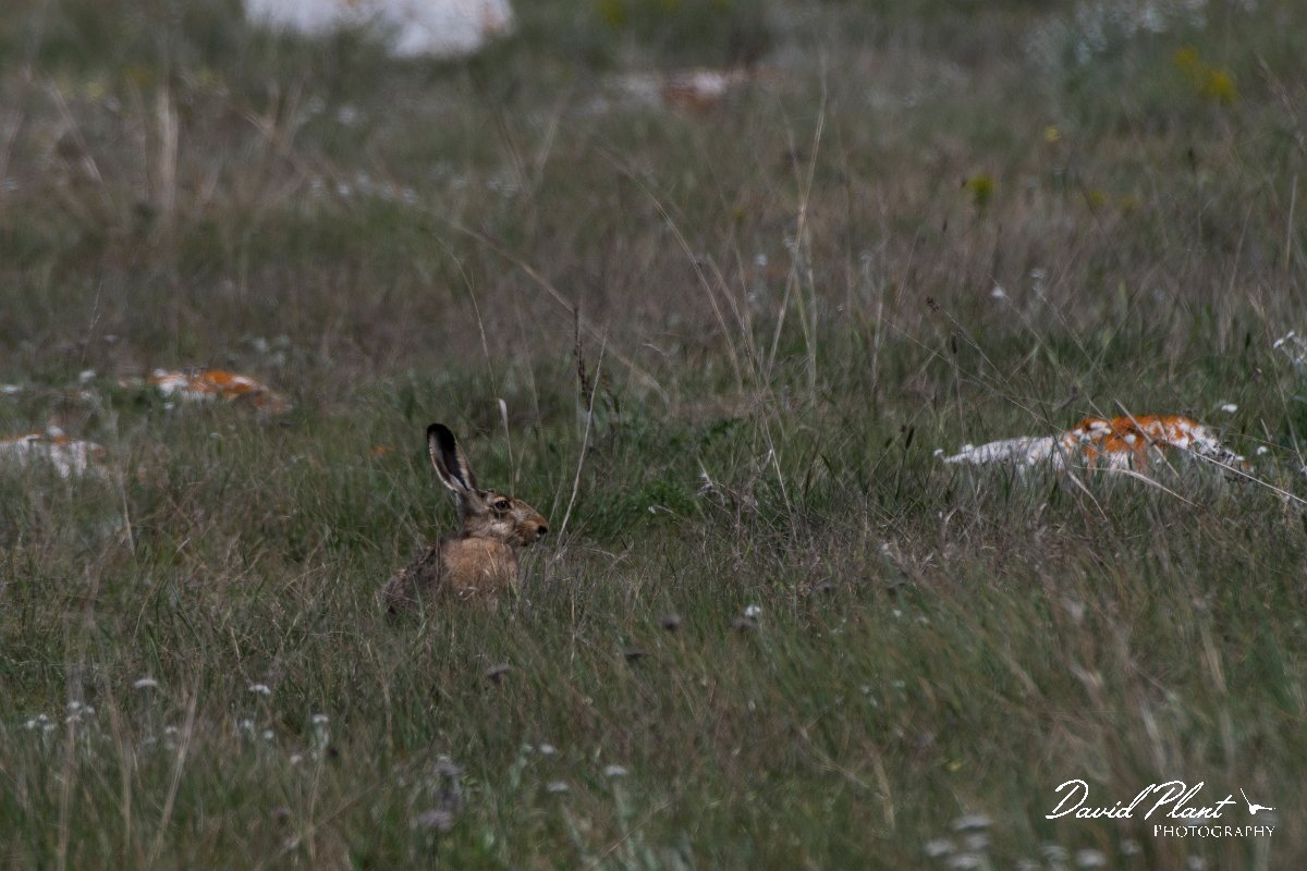 DPPhotography - Wildlife Photography - Bulgaria - Brown hare - A.jpg - Brown hare - Sveti Nikola, Bulgaria