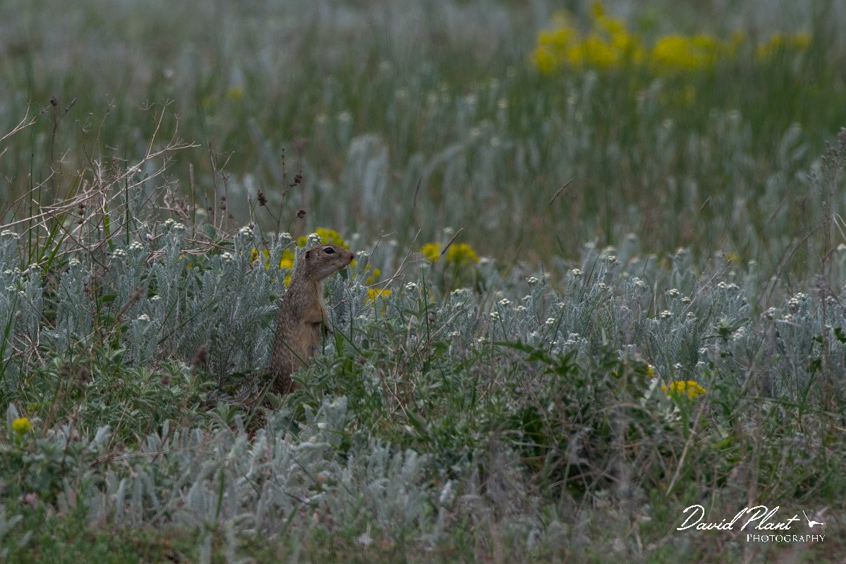 DPPhotography - Wildlife Photography - Bulgaria - European ground squirrel - A.jpg - European ground squirrel - Balgarevo steppe, Bulgaria