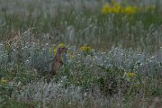 DPPhotography - Wildlife Photography - Bulgaria - European ground squirrel - A