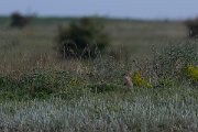 DPPhotography - Wildlife Photography - Bulgaria - European ground squirrel - B