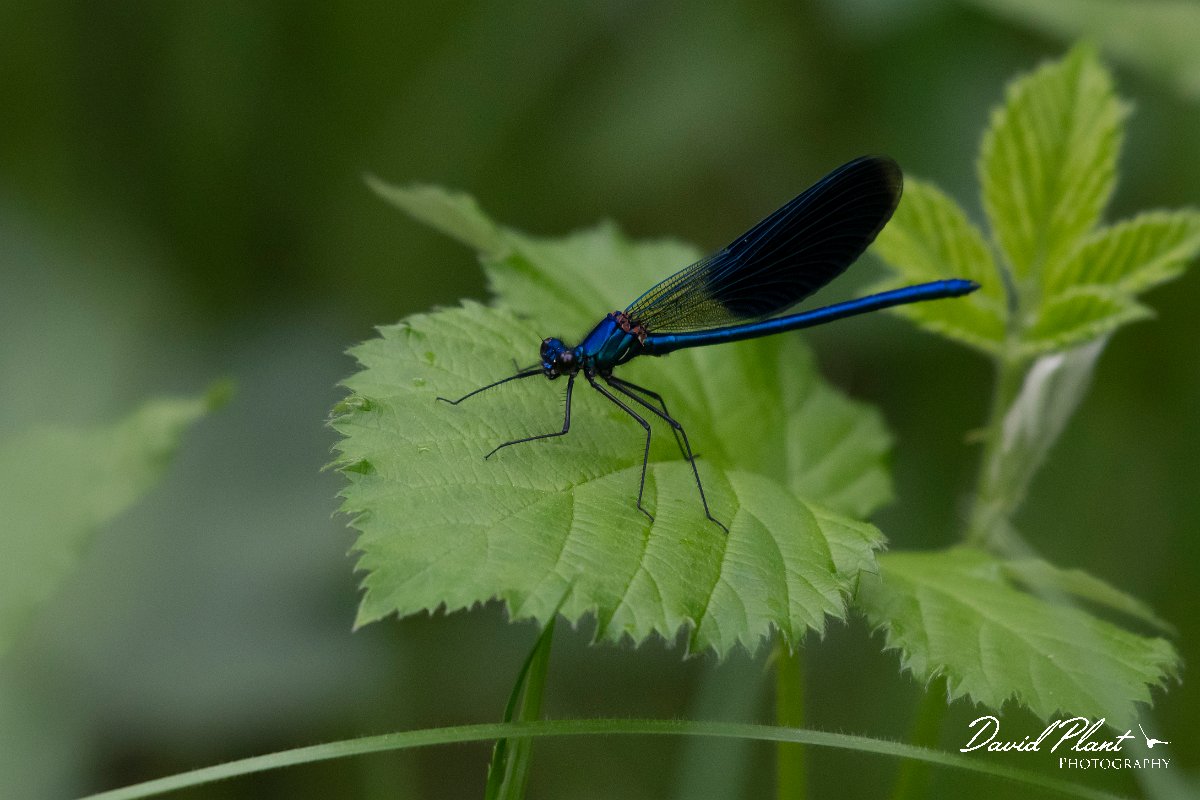 DPPhotography - Wildlife Photography - Bulgaria - Banded demoiselle - A.jpg - Banded demoiselle, male - Kamchia, Bulgaria