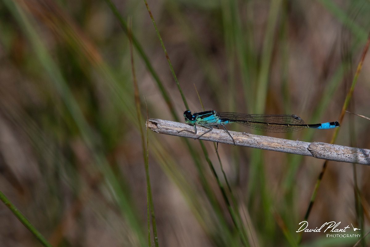 DPPhotography - Wildlife Photography - Bulgaria - Common bluetail - A.jpg - Common bluetail, male - Durankaluk Lake, Bulgaria