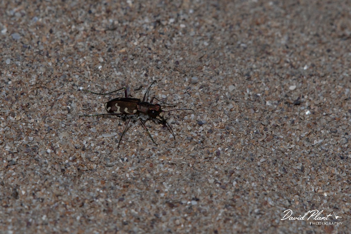 DPPhotography - Wildlife Photography - Bulgaria - Northern dune tiger beetle, Cicindela hybrida - B.jpg - Northern dune tiger beetle, Cicindela hybrida - Durankaluk Lake, Bulgaria