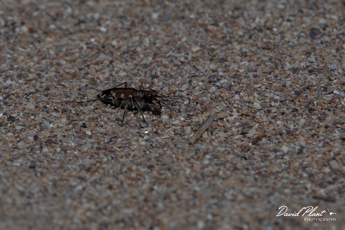 DPPhotography - Wildlife Photography - Bulgaria - Northern dune tiger beetle, Cicindela hybrida - E.jpg - Northern dune tiger beetle, Cicindela hybrida - Durankaluk Lake, Bulgaria
