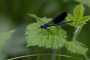 DPPhotography - Wildlife Photography - Bulgaria - Banded demoiselle - A