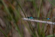 DPPhotography - Wildlife Photography - Bulgaria - Common bluetail - A