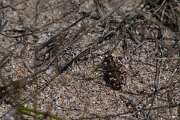 DPPhotography - Wildlife Photography - Bulgaria - Northern dune tiger beetle, Cicindela hybrida - A