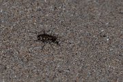 DPPhotography - Wildlife Photography - Bulgaria - Northern dune tiger beetle, Cicindela hybrida - B