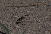 DPPhotography - Wildlife Photography - Bulgaria - Northern dune tiger beetle, Cicindela hybrida - C