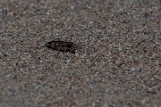 DPPhotography - Wildlife Photography - Bulgaria - Northern dune tiger beetle, Cicindela hybrida - E
