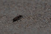 DPPhotography - Wildlife Photography - Bulgaria - Northern dune tiger beetle, Cicindela hybrida - F