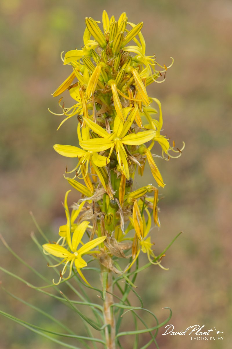 DPPhotography - Wildlife Photography - Bulgaria - Asphodeline lutea - A.jpg - Asphodeline lutea - Balgarevo steppe, Bulgaria
