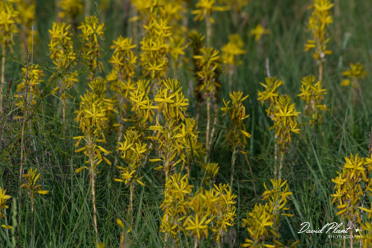 DPPhotography - Wildlife Photography - Bulgaria - Asphodeline lutea - C.jpg - Asphodeline lutea - Cape Kaliakra, Bulgaria