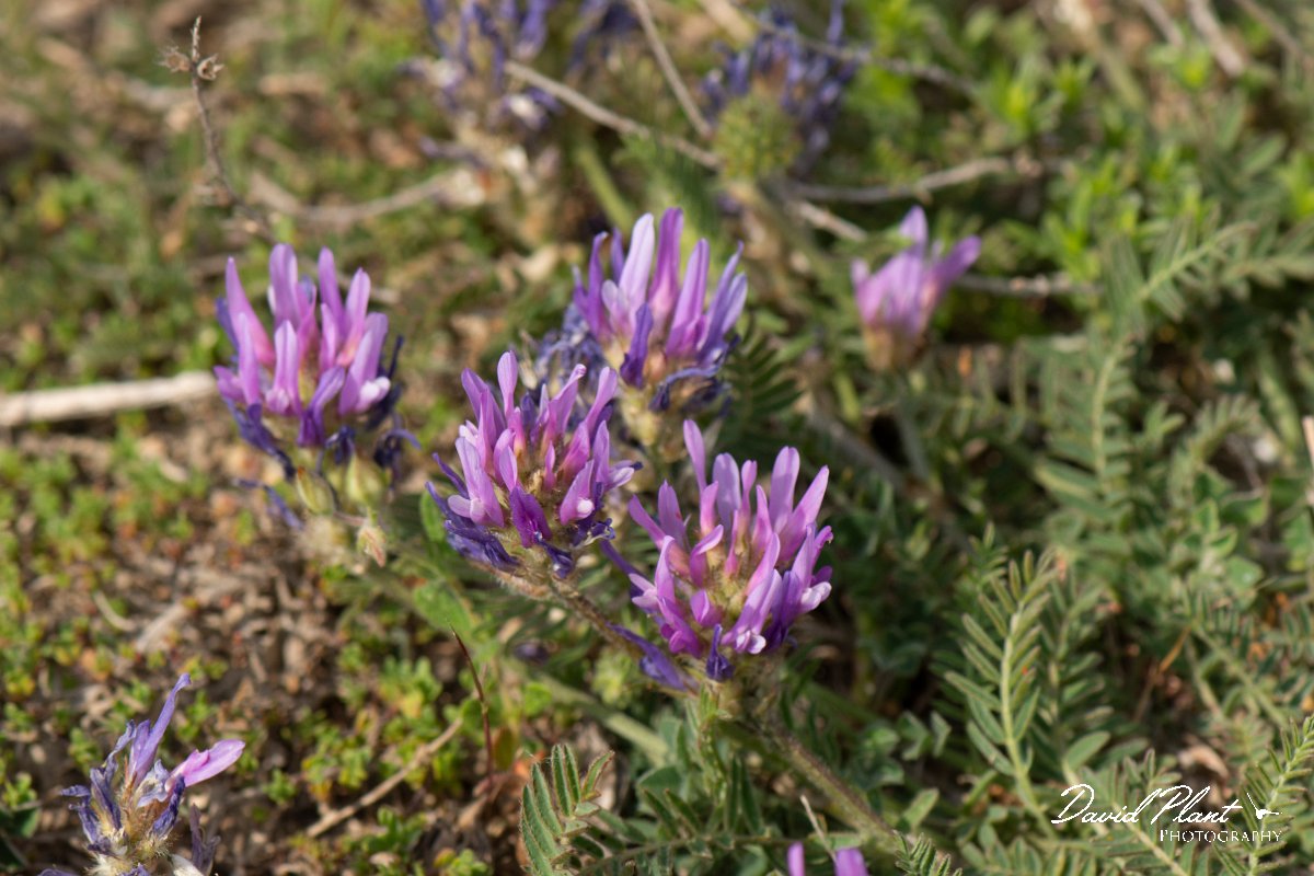 DPPhotography - Wildlife Photography - Bulgaria - Astragalus onobrychis - B.jpg - Astragalus onobrychis - Balgarevo steppe, Bulgaria