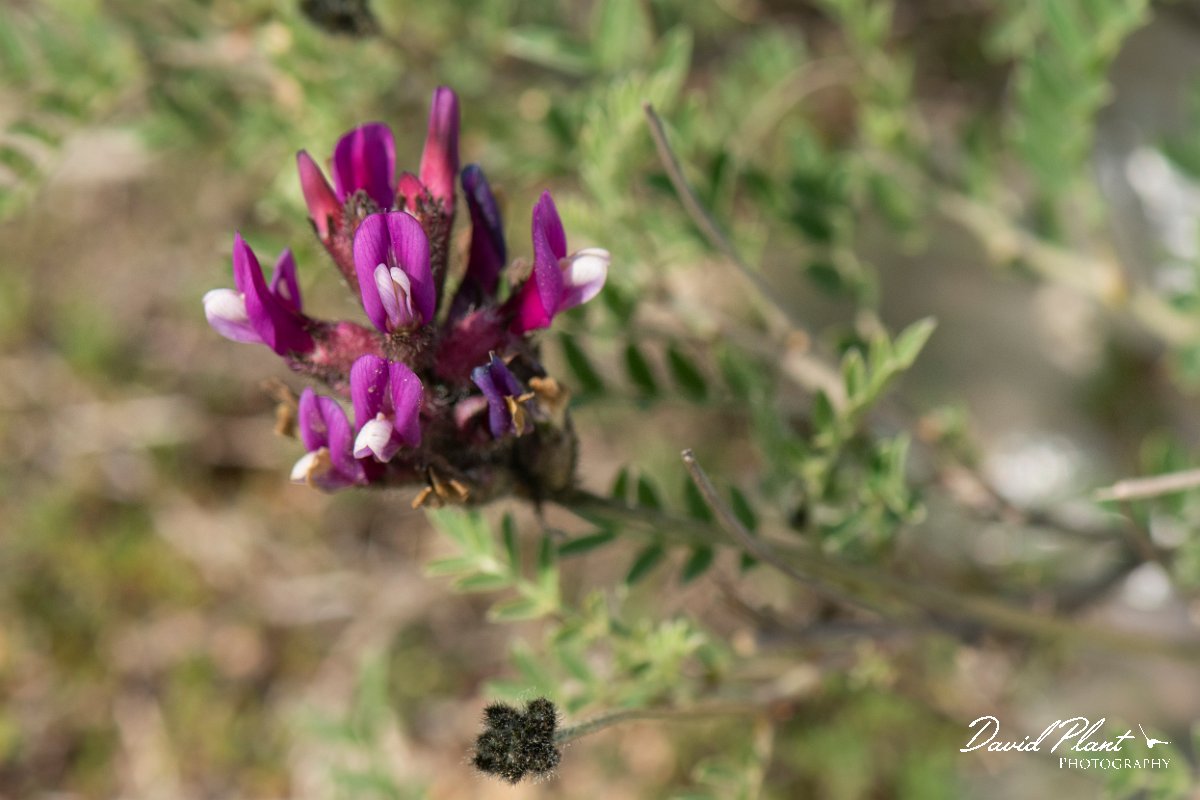 DPPhotography - Wildlife Photography - Bulgaria - Astragalus vesicarius - B.jpg - Astragalus vesicarius - Balgarevo steppe, Bulgaria