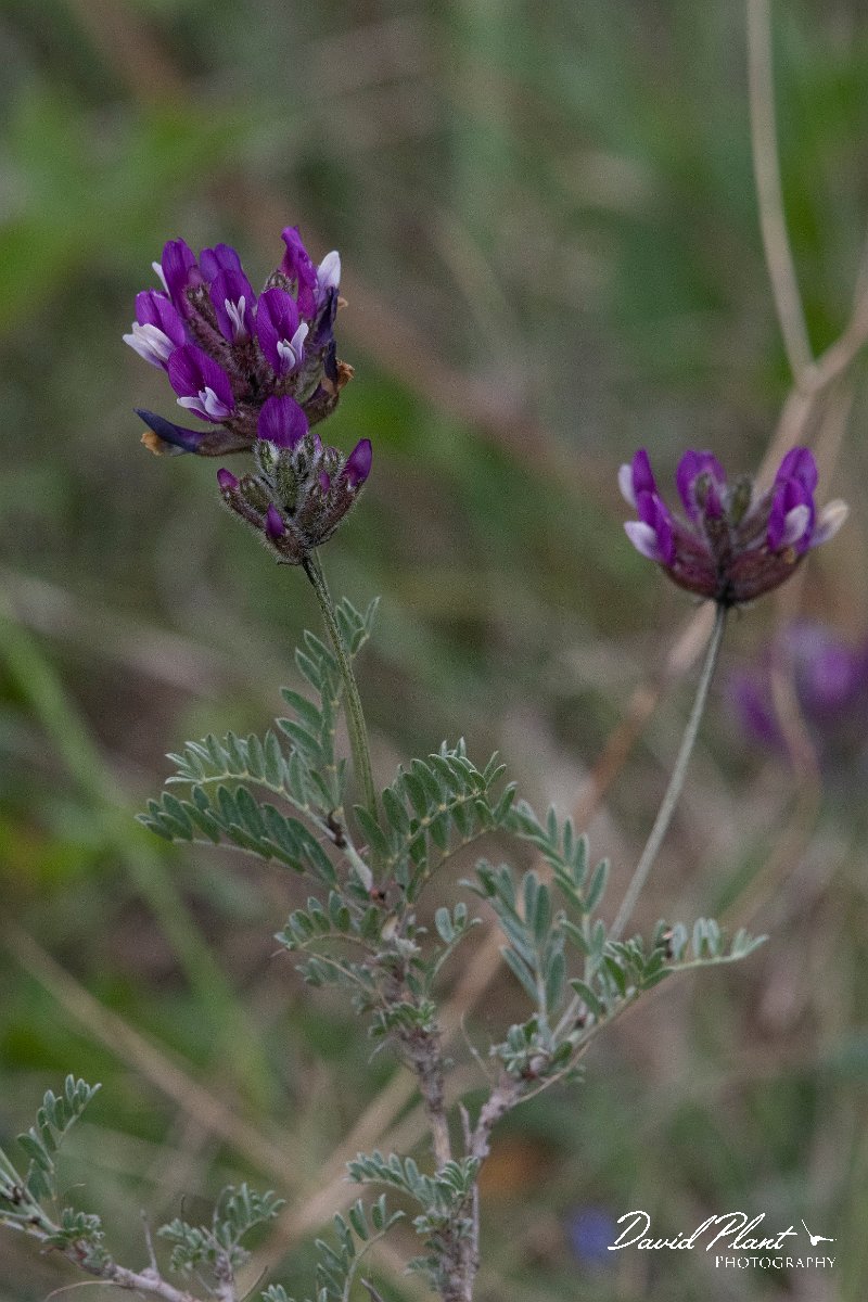 DPPhotography - Wildlife Photography - Bulgaria - Astragalus vesicarius - E.jpg - Astragalus vesicarius - Bolata Beach, Bulgaria