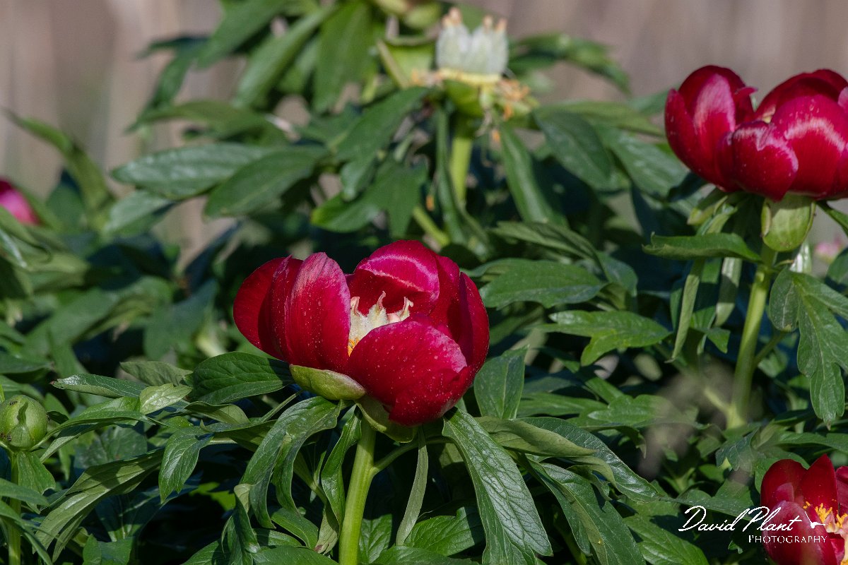 DPPhotography - Wildlife Photography - Bulgaria - Balkan peony, Paeonia peregrina - A.jpg - Balkan peony, Paeonia peregrina - Sabla Lake, Bulgaria