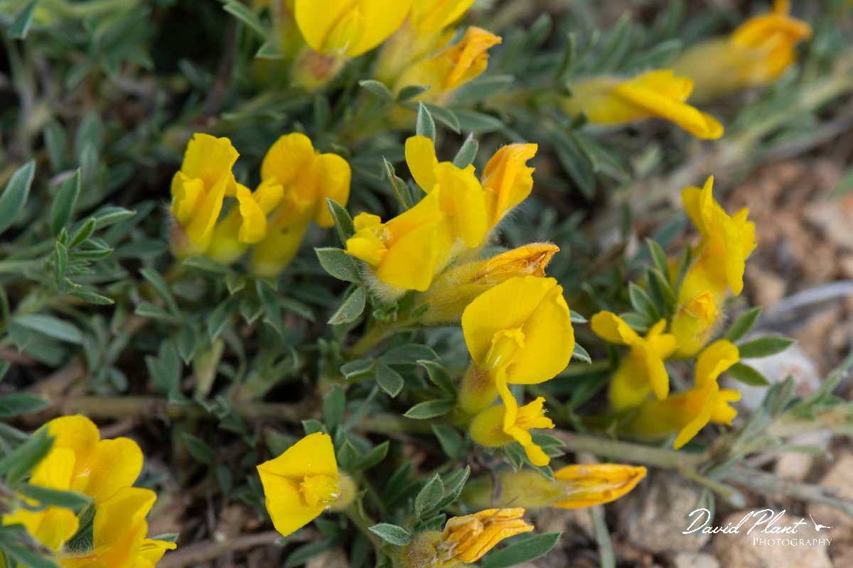 DPPhotography - Wildlife Photography - Bulgaria - Chamaecytisus jankae - A.jpg - Chamaecytisus jankae - Balgarevo steppe, Bulgaria