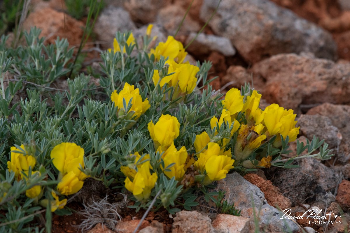 DPPhotography - Wildlife Photography - Bulgaria - Chamaecytisus jankae - C.jpg - Chamaecytisus jankae - Bolata Beach, Bulgaria