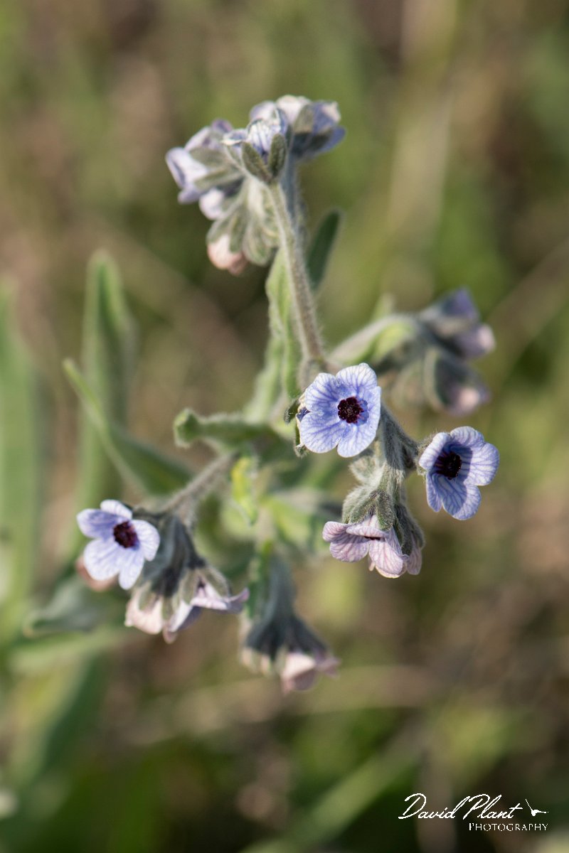 DPPhotography - Wildlife Photography - Bulgaria - Cynoglossum creticum, Blue hound's-tongue - A.jpg - Cynoglossum creticum, Blue hound's-tongue - Balgarevo steppe, Bulgaria
